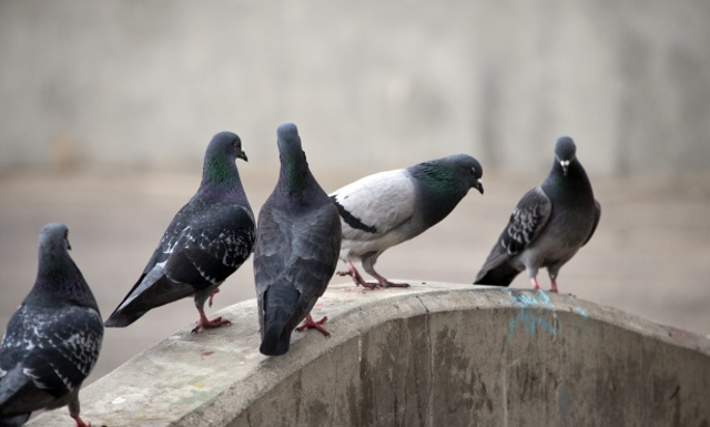 Contenimento della popolazione di piccioni